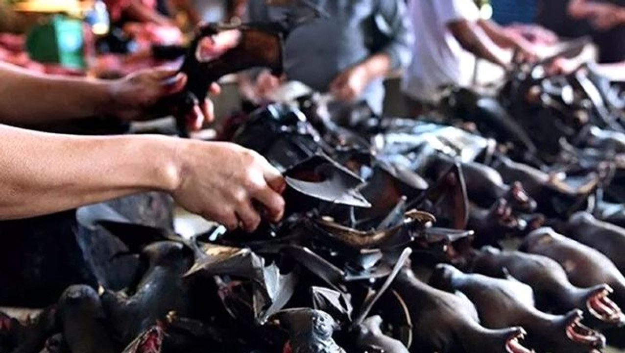 253 bin insanın ölümüne sebep olan salgının çıkış noktasında vahşi hayvan satışı devam ediyor