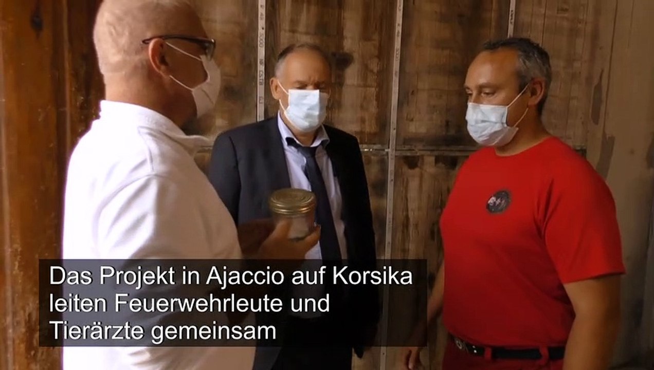 Hunde sollen Covid-19 erschnüffeln