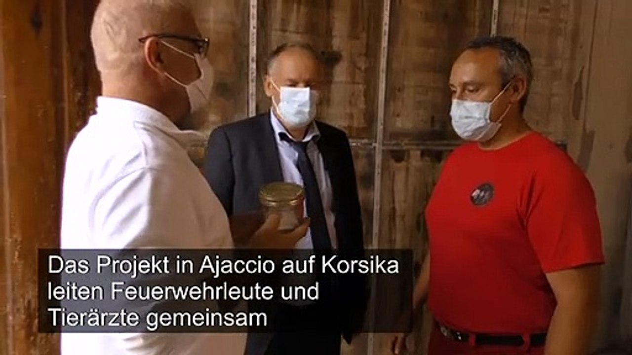 Hunde sollen covid-19 erschnüffeln