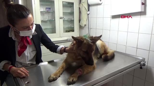 Kesici aletle işkence yapılan köpeğe tedavi