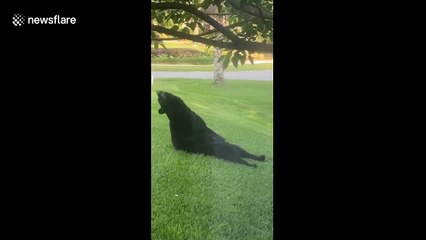 Three-legged bear spotted rolling around on Florida homeowner's front lawn