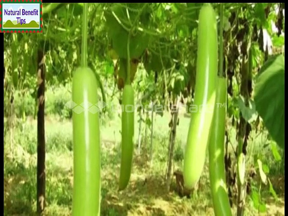 benefit of bottle ground - benefits of lauki juice - health benefits of bottle gourd juice