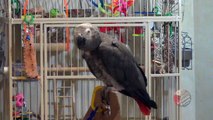 Beware of this sweet-talking and impatient parrot