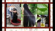 how to prepare aloe vera coconut oil for hair I aloe vera oil I aloe vera coconut oil