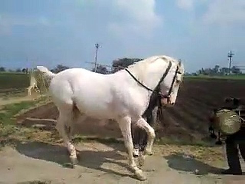 Horse Dancing
