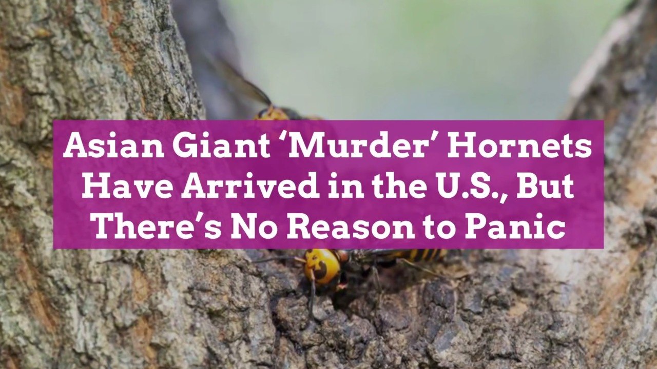 Asian Giant 'Murder' Hornets Have Arrived in the U.S., But There’s No Reason to Panic