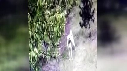 Kangal köpeği hırsızlığı güvenlik kamerasında