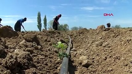 İşçi Bayramında tarlada çapa salladılar