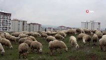 Çobanlar 1 Mayıs'ta çalışmaya devam ediyor