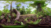 Three-Toed Sloth Survives 6m Fall From The Treetops _ VR 360 _ Seven Worlds, One