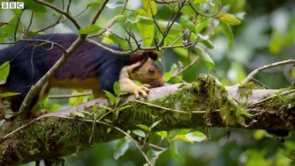 Macaques SLAP Squirrels And Steal Their Food _ Primates _ BBC Earth
