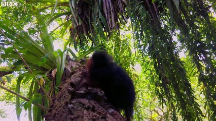 Parenthood Is Tough For A Squirrel-Sized Monkey! _ Primates _ BBC Earth
