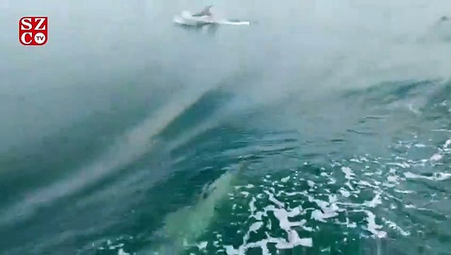 Kahverengi tabakayla kaplanan körfezde yunus cesedi karaya vurdu