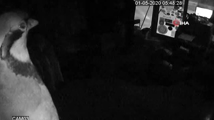 Kuşadası'nda kuru sıkı tabancaları çalan hırsız kamerada