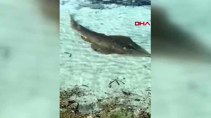 İZMİR Kemane balığı Çeşme sahilinde görüldü