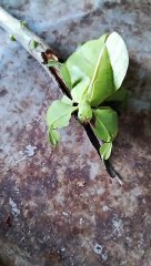 Close Up Of a Leaf Insect