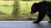 Mama Grizzly Walks Her Cubs down Yellowstone Road