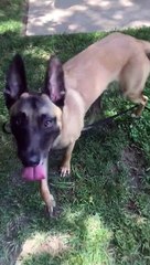 Happy Dog Goes from Bench to Bushes