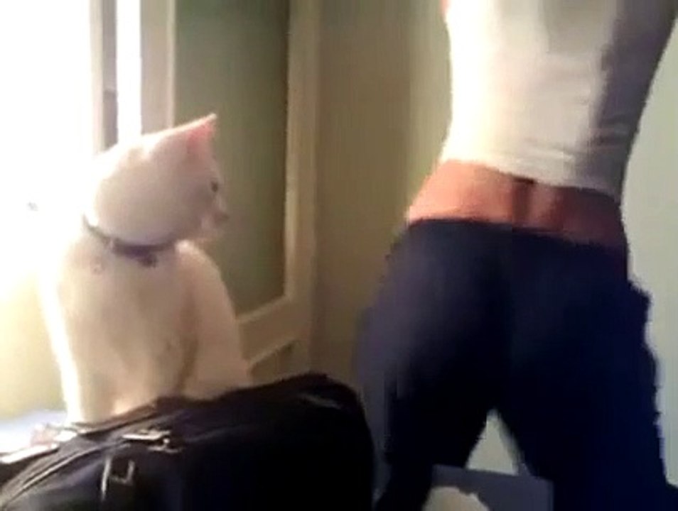 chat-pervers