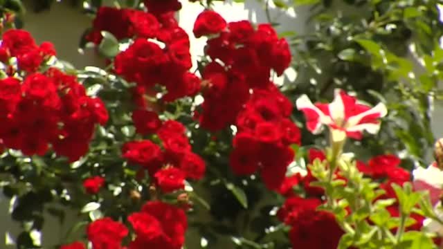 Las Cruces de Córdoba se celebran este año de puertas para dentro