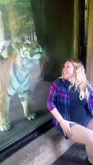 Ce tigre tombe amoureux d'une femme enceinte