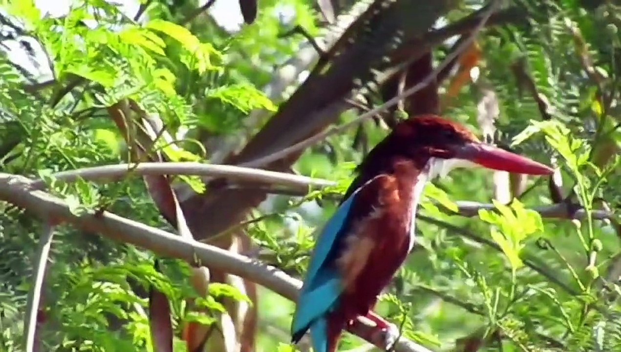 Kingfisher bird