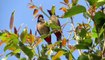 wildlife || bird  videos || beautiful birds || amazing birds