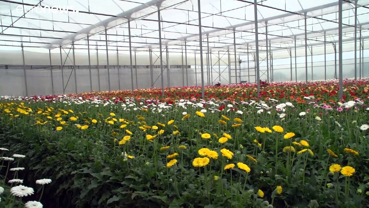 Blumen für die Tonne