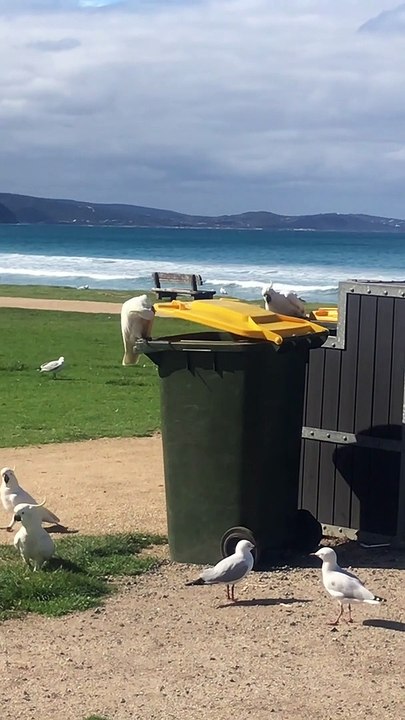 Cockatoo is a Master at Opening Garbage Cans