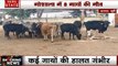 UP: आगरा की गौशाला में 8 गोवंश की मौत, ठंड से बेहाल कई गायों की हालात गंभीर, प्रशासन सख्त