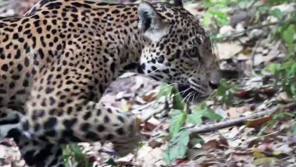 Animales reaparecen en parque nacional guatemalteco por falta de visitantes