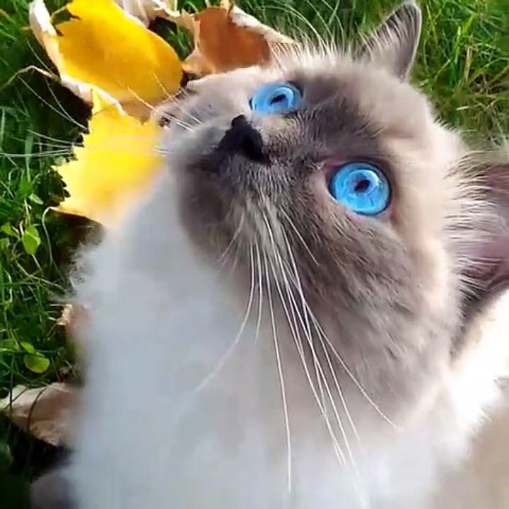 Okyanus mavisi gözlere sahip olan kedi