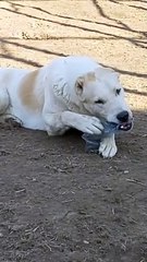 ALABAY COBAN KOPEGiNiN SiSE ile iMTiHANI - ALABAY SHEPHERD DOG