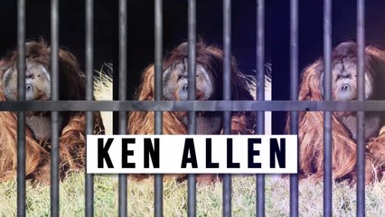 ¡Animales Que Escaparon del Zoológico!