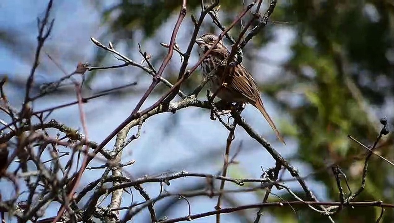 Song Sparrow