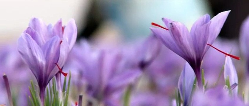 NEGIN !! WA:083 854 153 392	Jual Bunga Saffron Untuk Susah Tidur Surabaya - malang