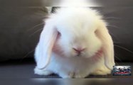 Cute Baby Bunny Washing Her Face - Bunnies are notoriously clean. In this video baby ...