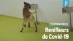 Coronavirus : des chiens entraînés pour dépister le Covid-19