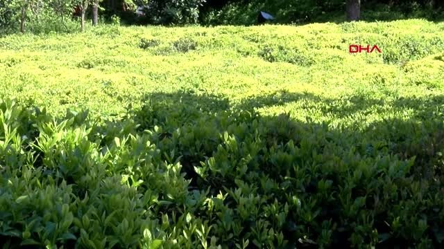 RİZE KÖY KÖY GEZEREK 6900 TL MAAŞLA, 2 BİN ÇAY İŞÇİSİ ARIYORLAR