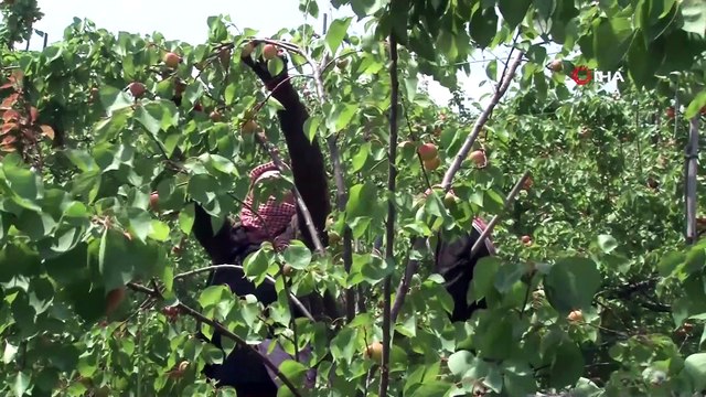 Amik Ovası'nda tarımsal üretim tüm hızıyla devam ediyor