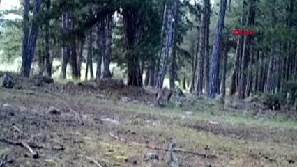 Düzce'de yabani hayvanlar fotokapanlarla izleniyor
