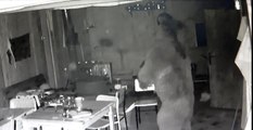 Kapıyı kırıp alabalık tesisine giren boz ayı, karnını doyururken kameralara yakalandı