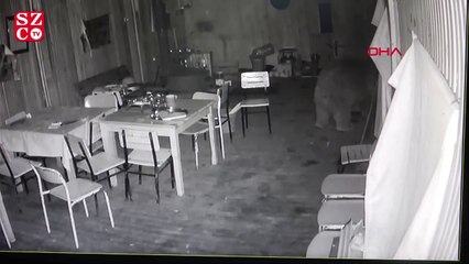 Aç kalan ayı buzdolabını devirip karnını doyurdu