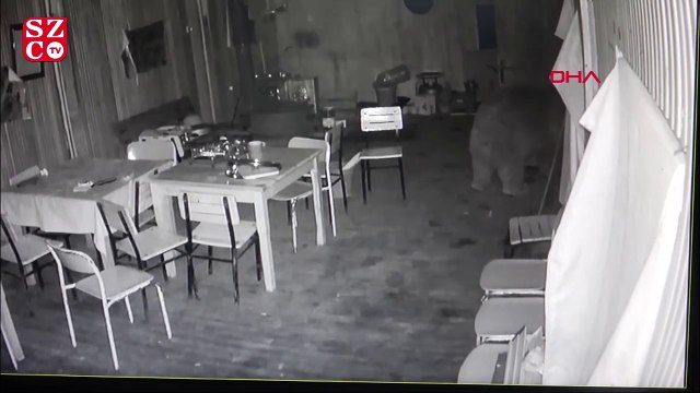 Aç kalan ayı buzdolabını devirip karnını doyurdu