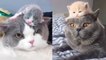  Too Funny Too Cute  The Most Funny & Adorable Cats - Pets Paws Video 2020