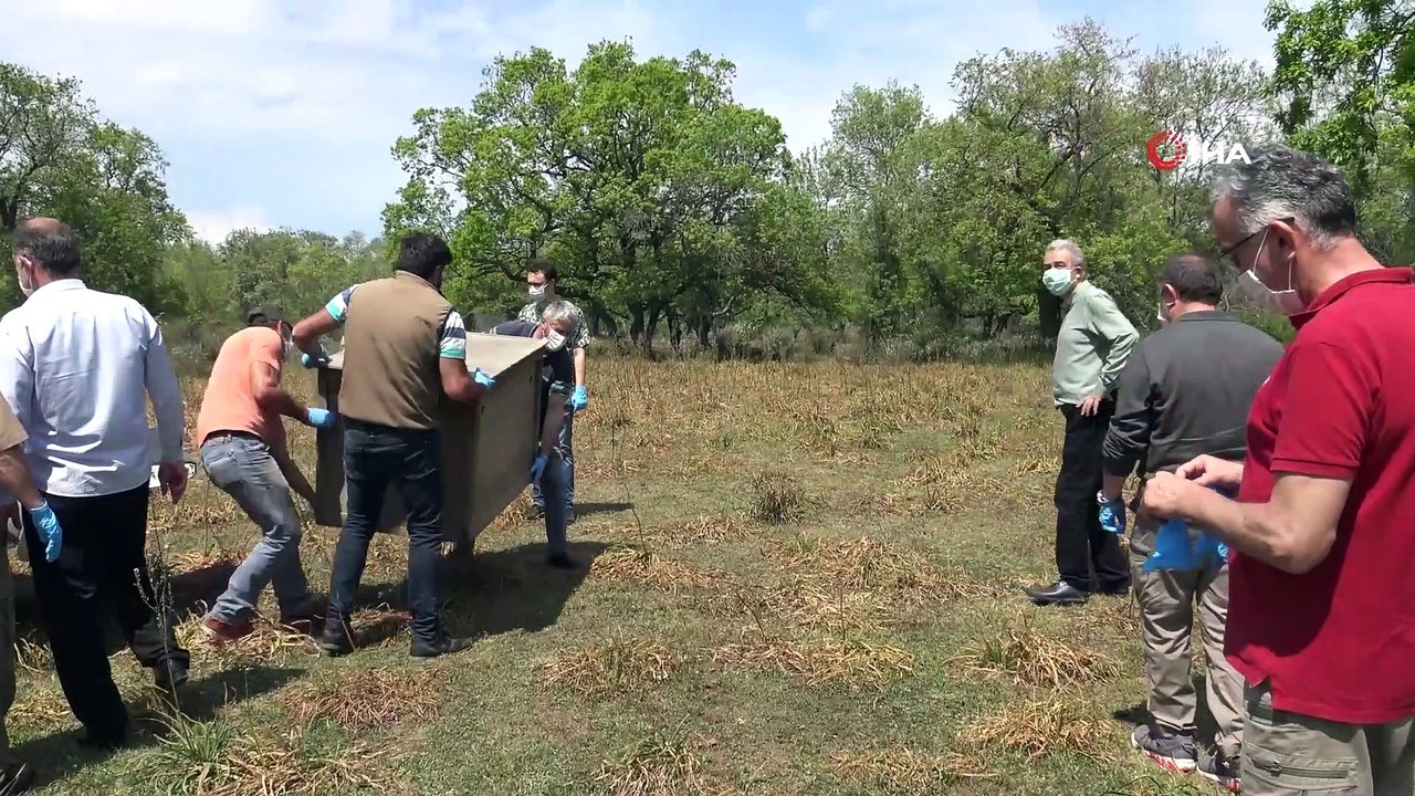 Bursa’da tedavileri tamamlanan 7 şahin 2 çakal doğaya bırakıldı