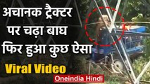 Viral Video: Pilibhit में अचानक Tractor पर चढ़ा Tiger, पंजा मार किया तीन को घायल | वनइंडिया हिंदी