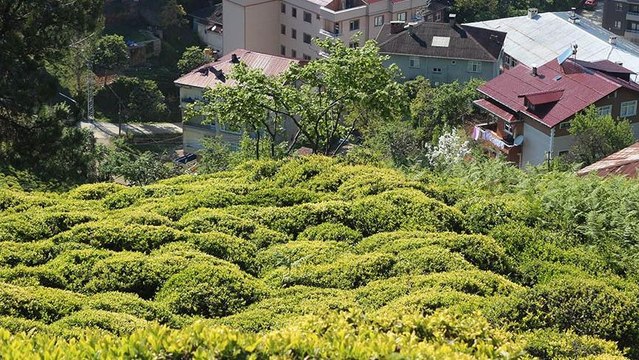 Köy köy gezerek 6 bin 900 TL maaşla çalışacak 2 bin işçi arıyorlar