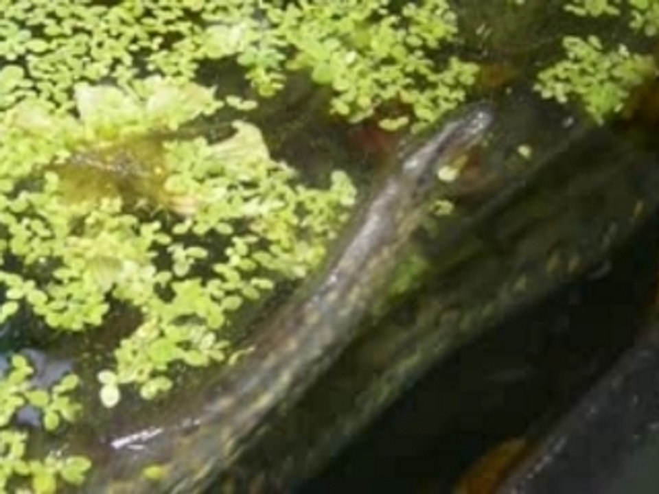 Anaconda Vert