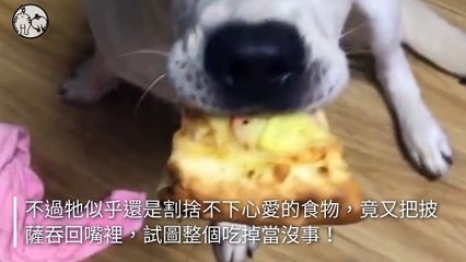 petmao_nownews-copy1-20200502-17:22